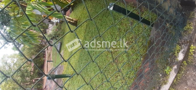 malaysian mini grass carpet