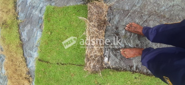 malaysian mini grass carpet
