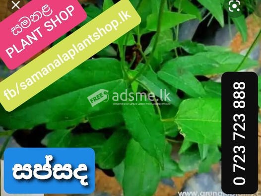 සමනළයින් ආකර්ෂණය වෙනුවෙන් ම අවශ්ය මල් සහ ශාක වර්ග විකීනීමට ඇත