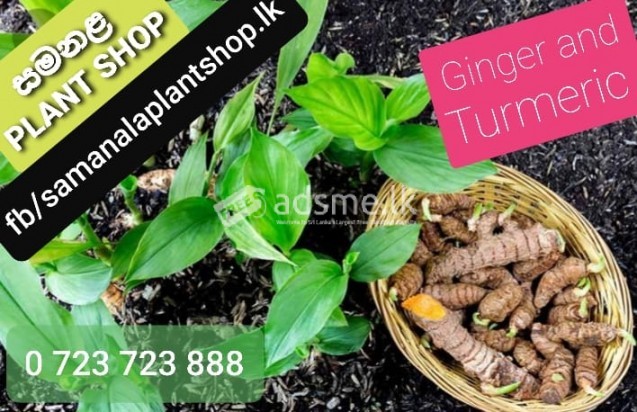 Ginger and Turmeric Plants available for Sale.
