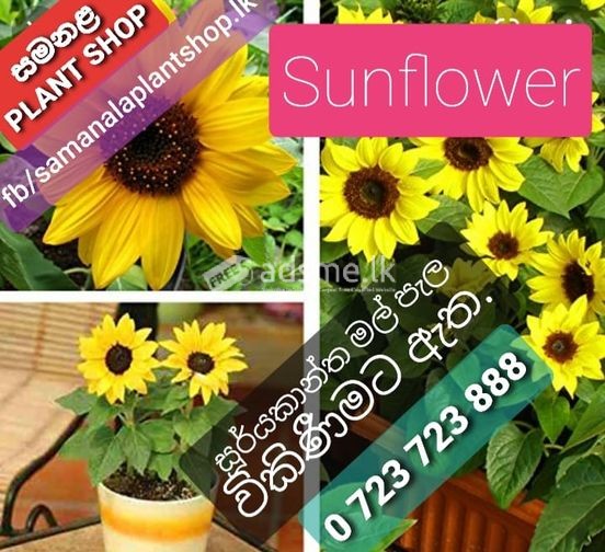 සූර්යකාන්ත මල් Sunflower පැල විකිණීමට ඇත.