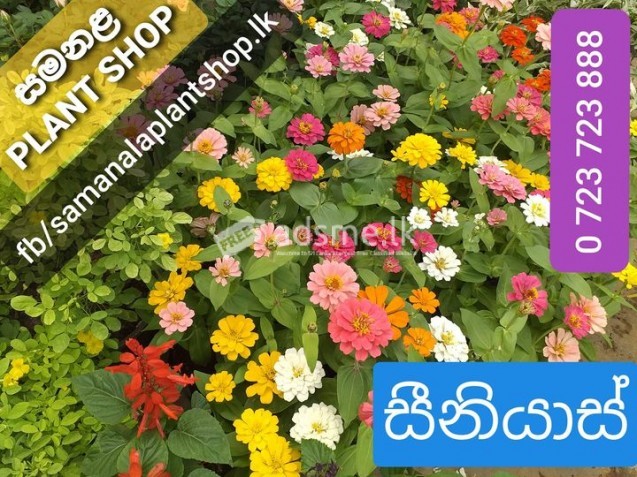 සීනියාස් මල් පැල විකිණීමට ඇත. Zinnia Flowers
