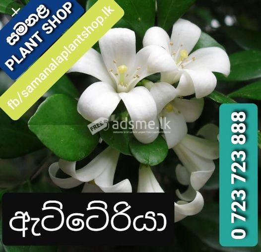 ඇට්ටේරියා මල් පැල විකිණීමට ඇත.