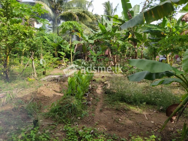 Land for sale in Horana
