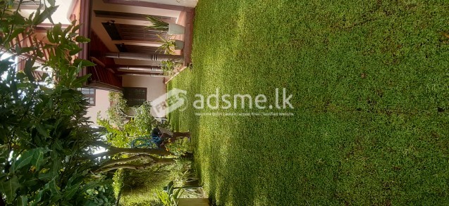 Malaysian mini grass