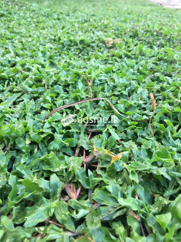 malaysian mini grass
