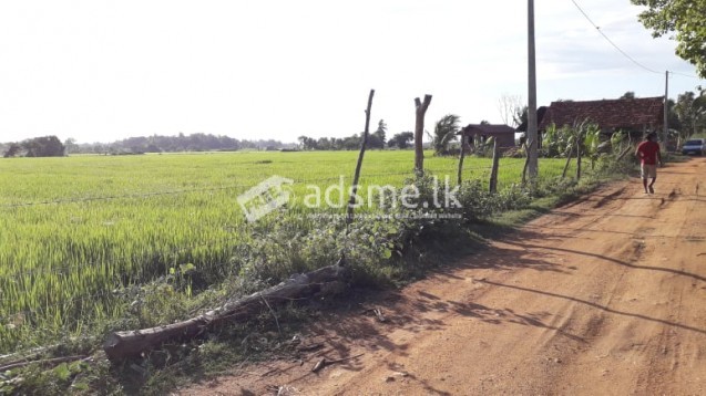 Precious land for sale in Ambalantota