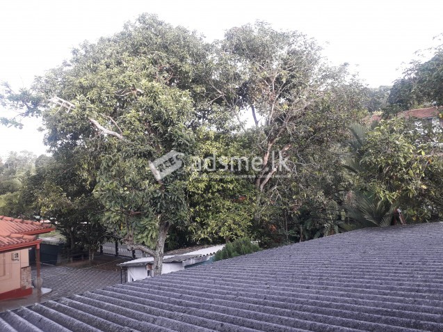 Rent for Upstairs house in Richmond Hill, Galle.Eve