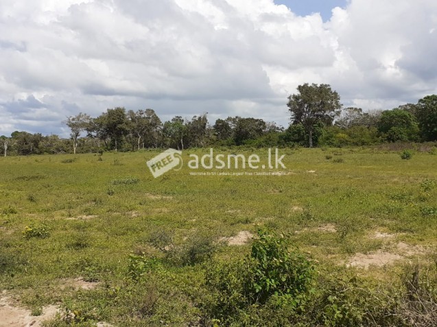 2 acres water front land for sale near Wilpattu