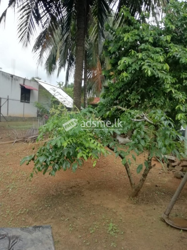 Land with a House or Land Only for Sale - Depanama,Pannipitiya