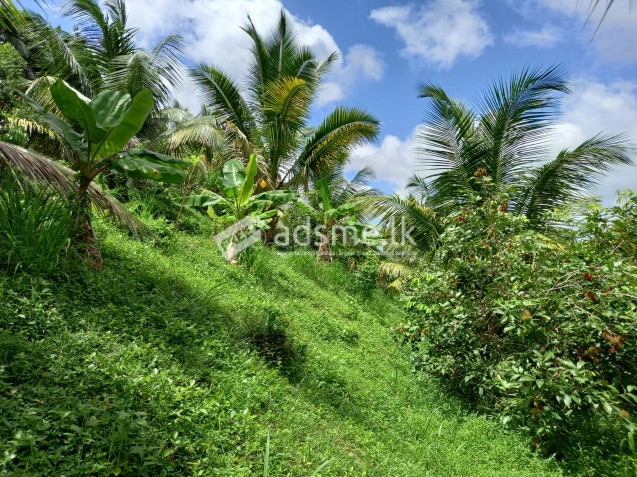 Land for sale in Horana (80 Perches)