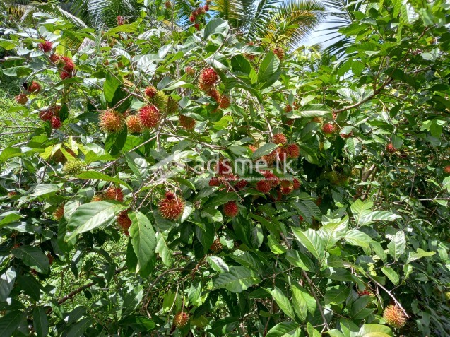 Land for sale in Horana (80 Perches)
