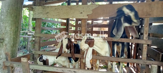 Jamunapari Goat for sale
