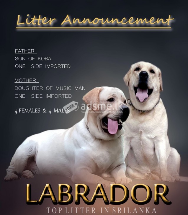 labrador retriever puppies (imported blodline)