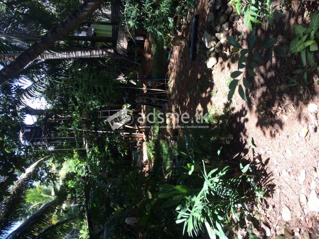 Land for sale in Alwis Town Wattala