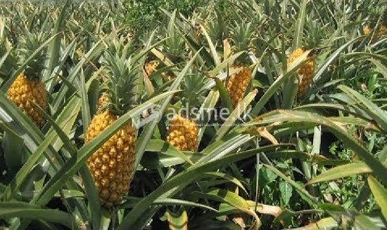 අන්නාසි / Pineapple