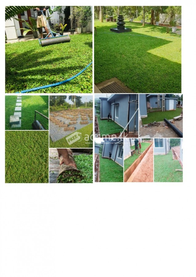 Malaysian grass