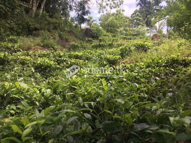 tea and coconut Land for Sale