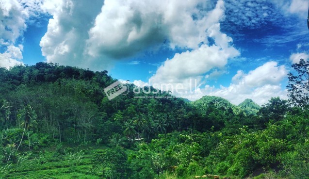 tea and coconut Land for Sale