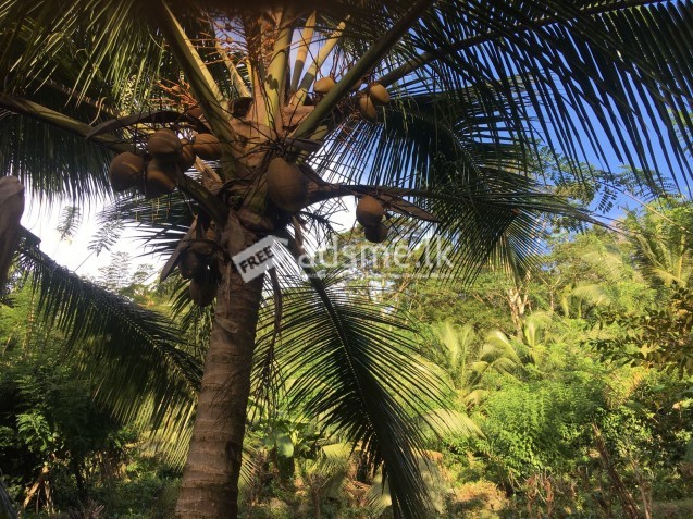 tea and coconut Land for Sale