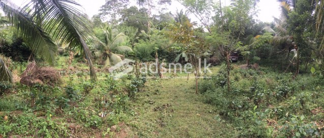 tea and coconut Land for Sale