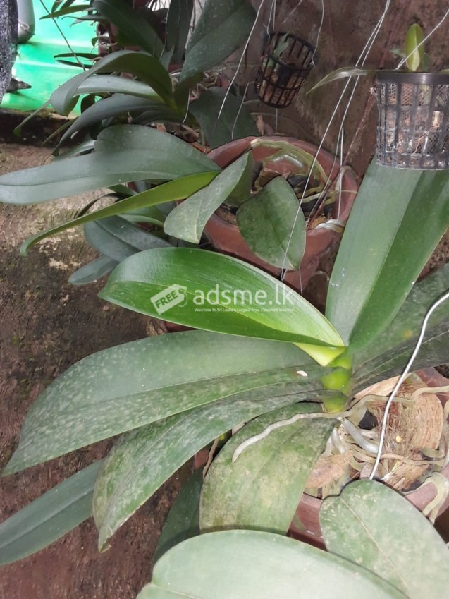 Phalaenopsis orchid flower plant