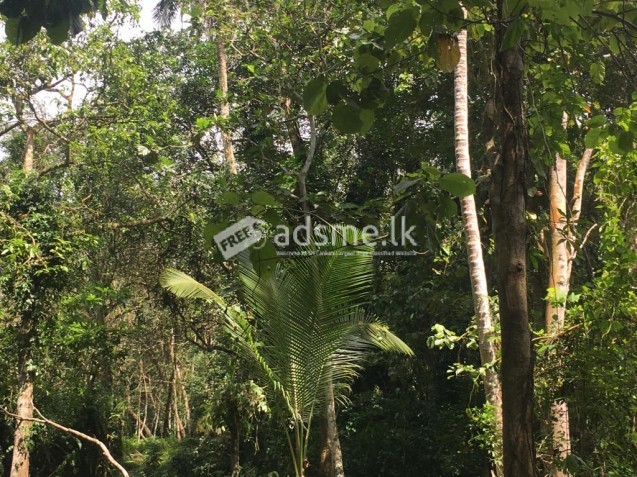 LAND FOR SALE IN WARAKAGODA