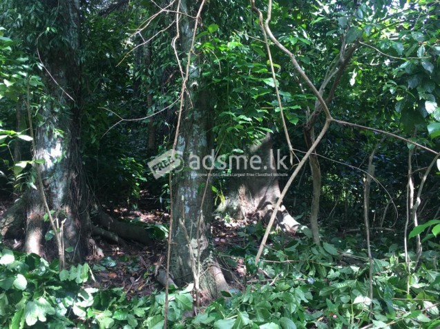 LAND FOR SALE IN WARAKAGODA