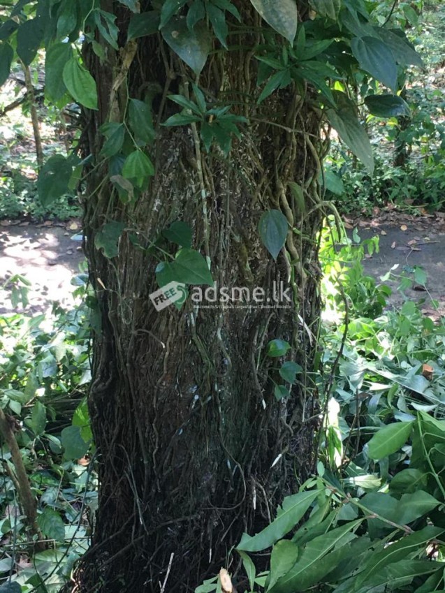 LAND FOR SALE IN WARAKAGODA