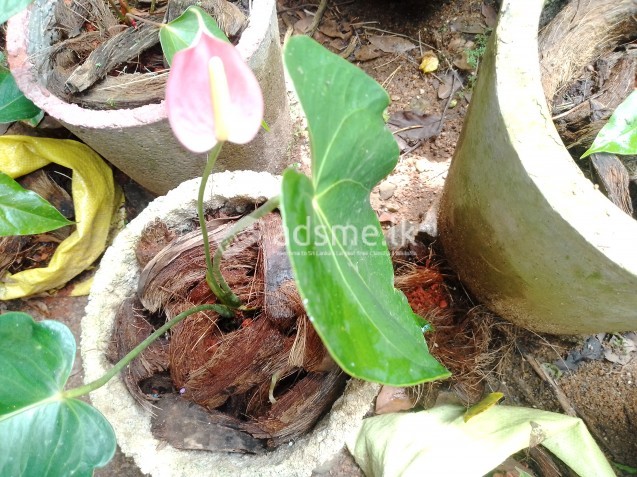 දුර්ලභ සුවද ඇන්තුරියම් පැලයක් rare fragrant anthurium plant