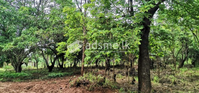 සීගිරියෙන් හොදම ඉඩමක් Land For Sale In Sigiriya
