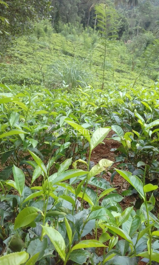 Tea Land for sale in Ulapane, Gampola