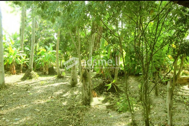 Ideal investment opportunity: Mirissa land property ideal for a tourism project