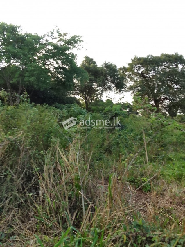 Sigiriya View  Land For Sale / සිගිරිය පෙනෙන අගනා ඉඩම විකිණීමට