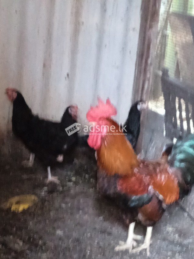 5 hen and cock sales