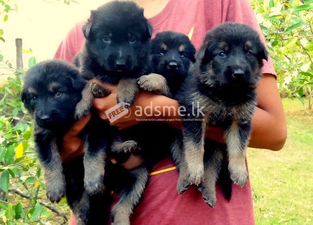 Lion German Shepherd Puppies - Kurunegala | adsme.lk