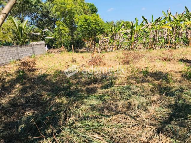 Land for sale in Dambulla