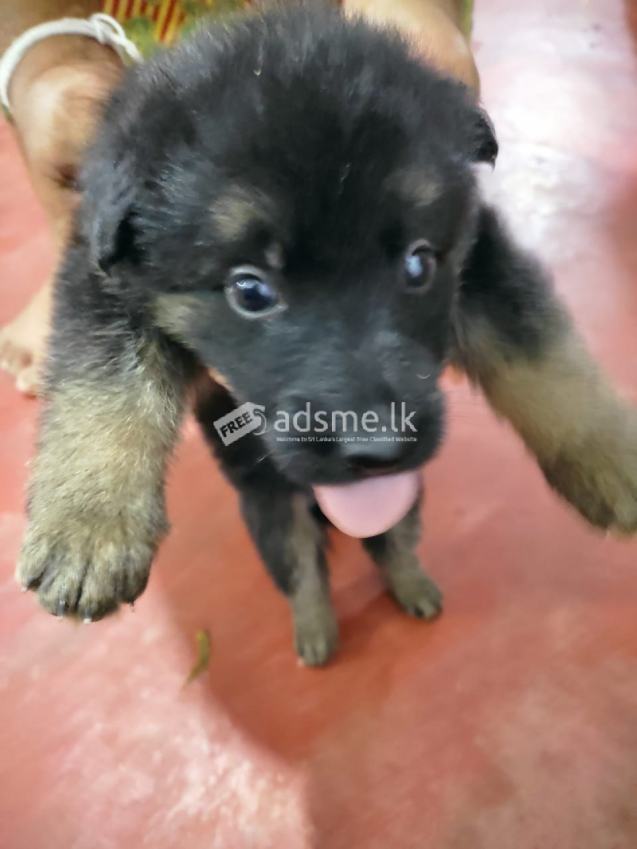 german shepherd puppys for sale