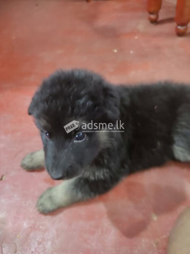 german shepherd puppys for sale