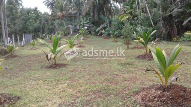 Land For Sale In Horana