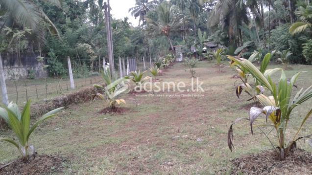 Land For Sale In Horana