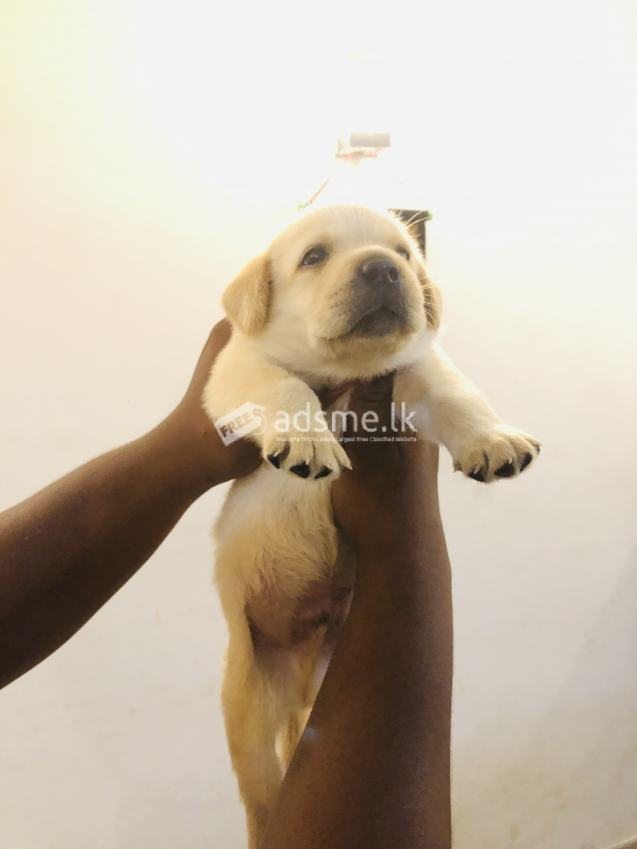 Labrador pupies for sale