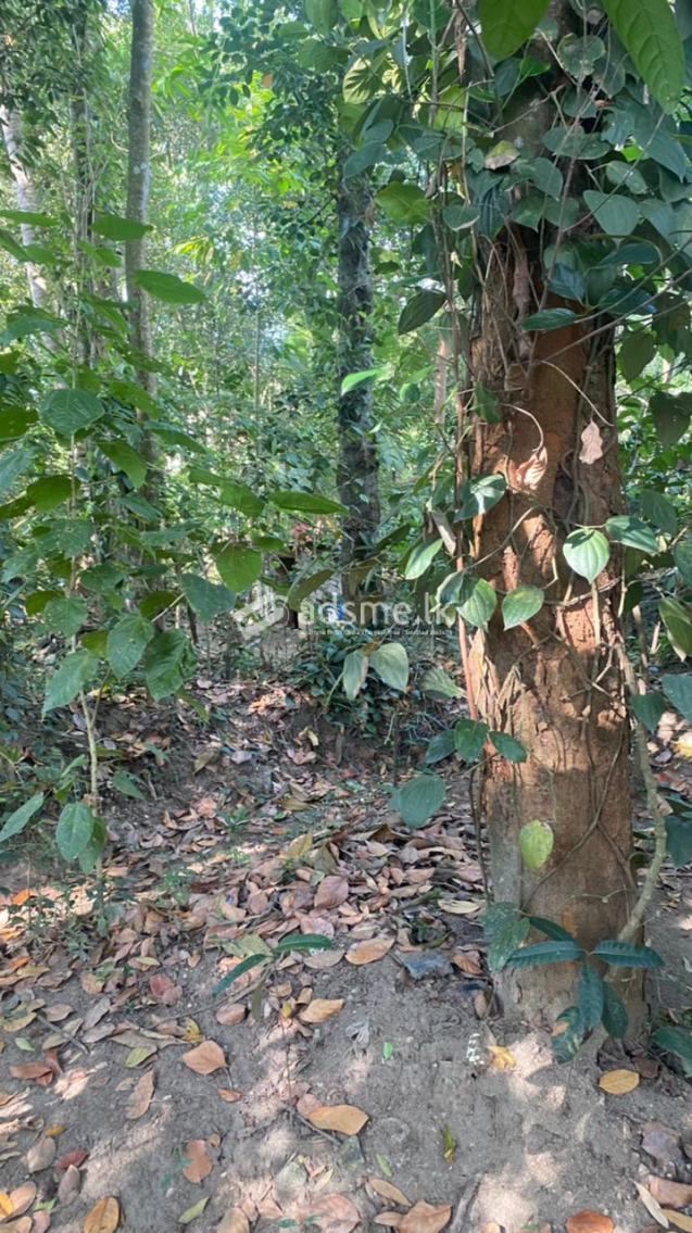 Kandy land for sale