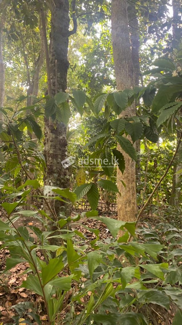 Kandy land for sale