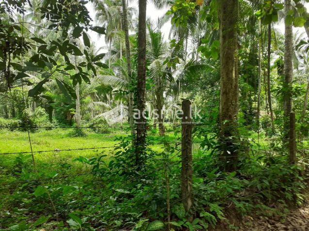 Coconut Land near Biyagama zone