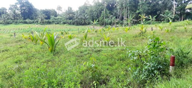 42 Purches Land for Sale - Land in Millaniya off  Bandaragama Kaluthara Road