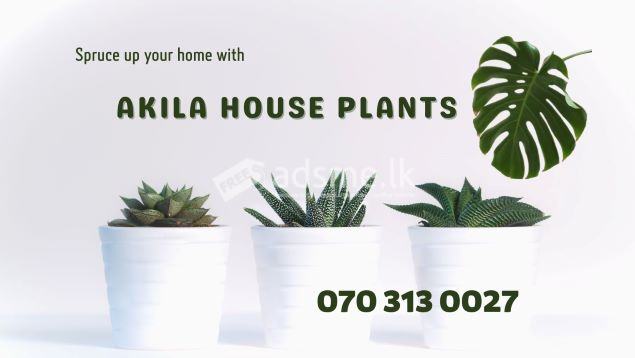 Akila House Plants- Indoor plants center Gampaha