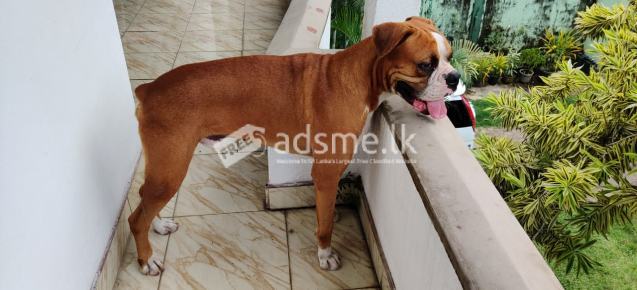 Boxer male dog for Crossing / Stud