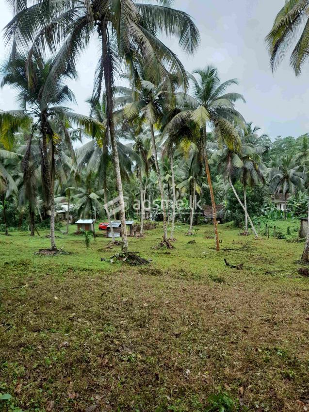 පොල් ඉඩමක් විකිණීමට