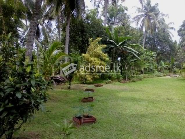 Land for sale in gampaha